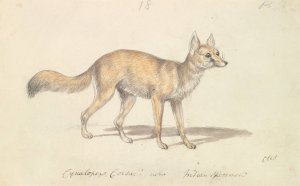 Corsac Dog-Fox by Charles Hamilton Smith Oil Painting
