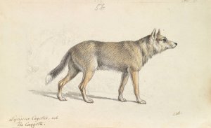 Coyote of Mexico by Charles Hamilton Smith Oil Painting
