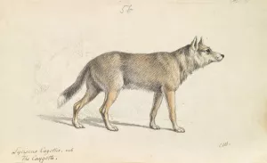 Coyote of Mexico by Charles Hamilton Smith Oil Painting