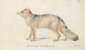 Crab-Eating Fox Oil painting by Charles Hamilton Smith