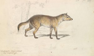 Crabodago Aguara Fox by Charles Hamilton Smith Oil Painting