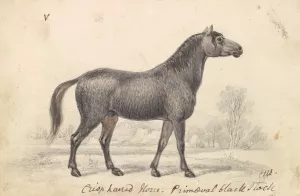 Crisp-Haired Horse, Primeval Black Stock by Charles Hamilton Smith Oil Painting