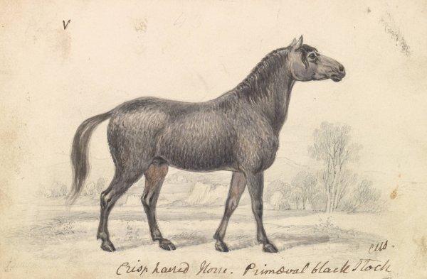 Crisp-Haired Horse, Primeval Black Stock  by Charles Hamilton Smith - Hand-Painted Oil Painting Reproduction