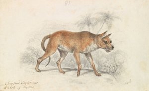 Dhole of Ceylon by Charles Hamilton Smith Oil Painting