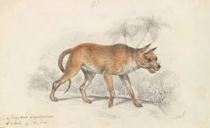 Dhole of Ceylon by Charles Hamilton Smith Oil Painting
