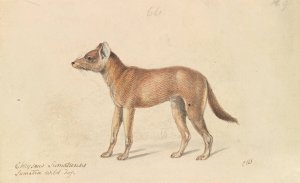 Dhole of Sumatra by Charles Hamilton Smith Oil Painting