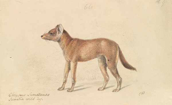 Dhole of Sumatra  by Charles Hamilton Smith - Hand-Painted Oil Painting Reproduction
