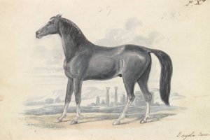Dongola Horse by Charles Hamilton Smith Oil Painting