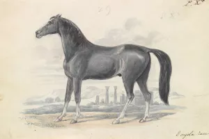 Dongola Horse by Charles Hamilton Smith Oil Painting
