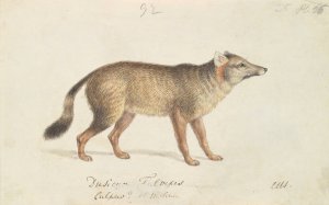 Dun-Footed Aguara-Dog Oil painting by Charles Hamilton Smith