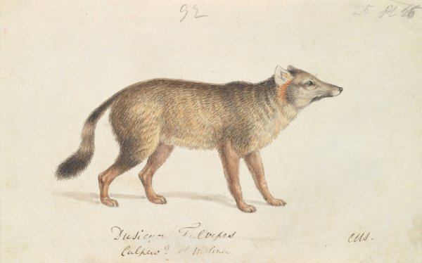 Dun-Footed Aguara-Dog  by Charles Hamilton Smith - Hand-Painted Oil Painting Reproduction