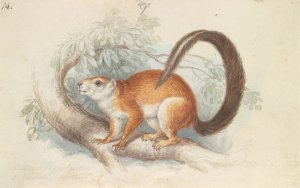 Duvaucel's Squirrel by Charles Hamilton Smith Oil Painting