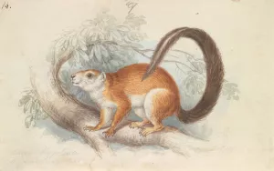 Duvaucel's Squirrel by Charles Hamilton Smith Oil Painting