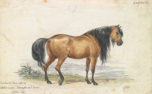 Eelback Dun Stock, Ukraine Decussated Horse by Charles Hamilton Smith Oil Painting