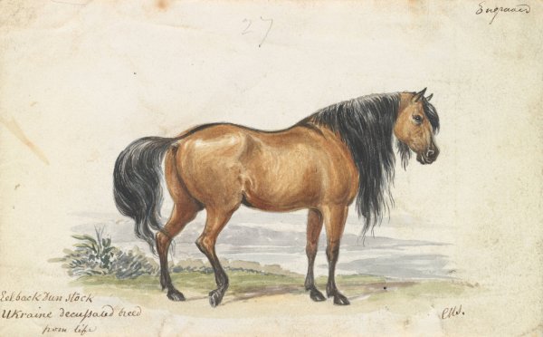 Eelback Dun Stock, Ukraine Decussated Horse  by Charles Hamilton Smith - Hand-Painted Oil Painting Reproduction