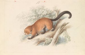 Eira Ferruginea - Gulo Castaneus Griffith's Cuvier by Charles Hamilton Smith Oil Painting