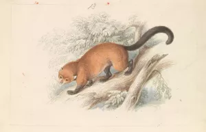 Eira Ferruginea - Gulo Castaneus Griffith's Cuvier by Charles Hamilton Smith Oil Painting