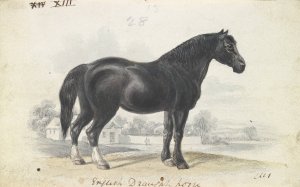 English Draught Horse by Charles Hamilton Smith Oil Painting