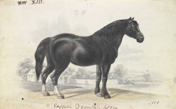 English Draught Horse  by Charles Hamilton Smith - Hand-Painted Oil Painting Reproduction