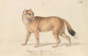 Falkland Islands Wolf Oil painting by Charles Hamilton Smith