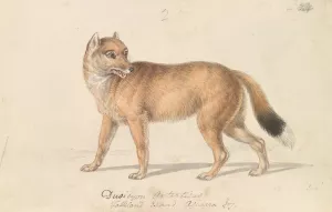 Falkland Islands Wolf by Charles Hamilton Smith Oil Painting
