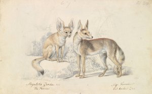Fennec of Bruce and Red Backed Fennec by Charles Hamilton Smith Oil Painting