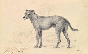Feral Dog of St. Domingo by Charles Hamilton Smith Oil Painting
