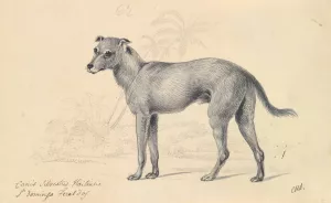 Feral Dog of St. Domingo by Charles Hamilton Smith Oil Painting