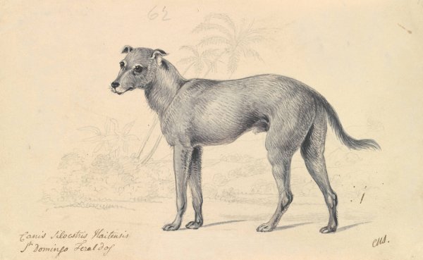 Feral Dog of St. Domingo  by Charles Hamilton Smith - Hand-Painted Oil Painting Reproduction