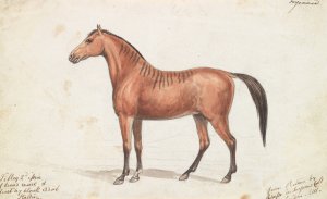 Filley Bearing Marks of Quagga by Charles Hamilton Smith Oil Painting