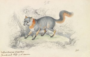 Gray Fox by Charles Hamilton Smith Oil Painting