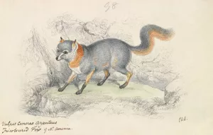Gray Fox by Charles Hamilton Smith Oil Painting