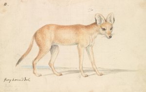 Greyhound Dhole by Charles Hamilton Smith Oil Painting