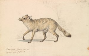 Guaraxa Aguara-Fox by Charles Hamilton Smith Oil Painting