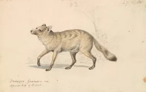 Guaraxa Aguara-Fox by Charles Hamilton Smith Oil Painting