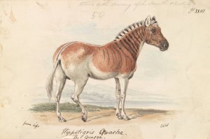 Hippotigris Quacha Oil painting by Charles Hamilton Smith