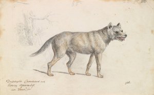 Hoary Aguara Dog by Charles Hamilton Smith Oil Painting