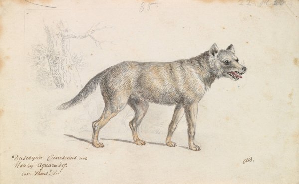 Hoary Aguara Dog  by Charles Hamilton Smith - Hand-Painted Oil Painting Reproduction