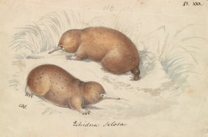 Long-Beaked Echidna by Charles Hamilton Smith Oil Painting
