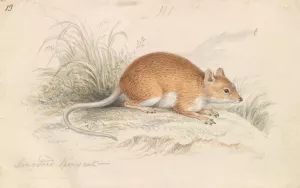 Long-Tailed Spiny Rat by Charles Hamilton Smith Oil Painting
