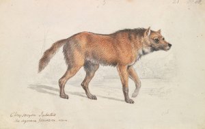 Maned Wolf by Charles Hamilton Smith Oil Painting