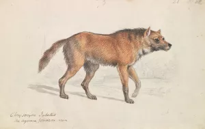 Maned Wolf by Charles Hamilton Smith Oil Painting