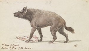 Naked Hyaena of the Deserts of Nubia by Charles Hamilton Smith Oil Painting