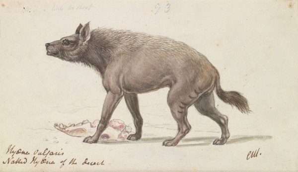 Naked Hyaena of the Deserts of Nubia  by Charles Hamilton Smith - Hand-Painted Oil Painting Reproduction