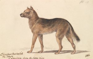 New Holland Dingo by Charles Hamilton Smith Oil Painting