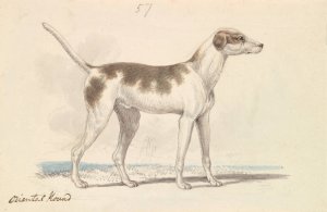 Oriental Hound by Charles Hamilton Smith Oil Painting