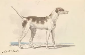 Oriental Hound by Charles Hamilton Smith Oil Painting