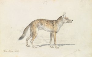 Painted Thous Dog by Charles Hamilton Smith Oil Painting