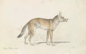 Painted Thous Dog by Charles Hamilton Smith Oil Painting