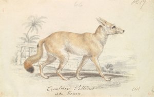 Pale Dog Fox by Charles Hamilton Smith Oil Painting